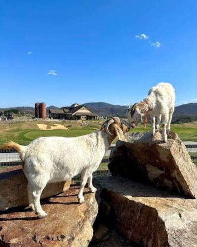 Ball Hack Golf Club - The Goat Pen